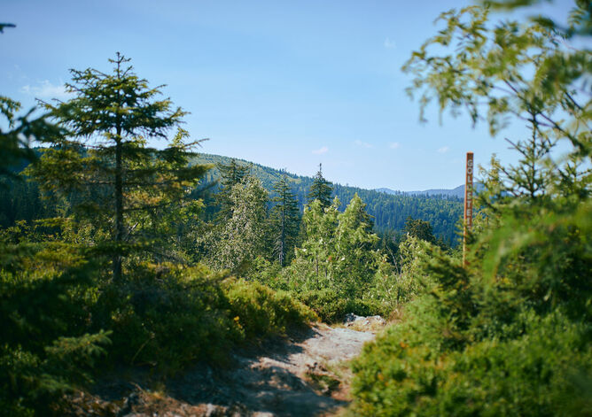 Homepage: Campagna 2024. selvaggia. La nostra natura. - Specialità casearie GOLDSTEIG Casa: Splendida foresta e regione agricola GOLDSTEIG nella Foresta Bavarese.